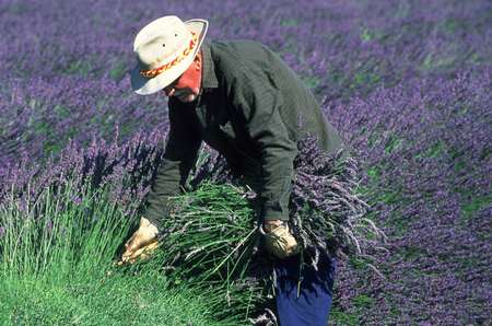 Lavender near Sault, "the blue country"